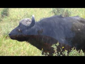 Equator Light & Wildlife Families: Cubs, Giraffes, Vultures, Baboons & More