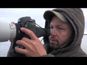 Polar Bears: Documenting Their Warming World