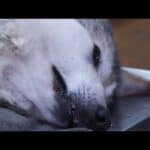 Why Vasectomize an Endangered Wolf? Reversible Fertility for Genetic Diversity