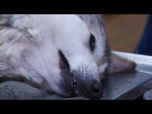 Why Vasectomize an Endangered Wolf? Reversible Fertility for Genetic Diversity