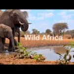 Africa 2025 - Serengeti Great Migration: Cheetahs, Elephants, Lions & the Mara River Crossing