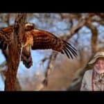 Africa 2025 - Serengeti Great Migration: Cheetahs, Elephants, Lions & the Mara River Crossing